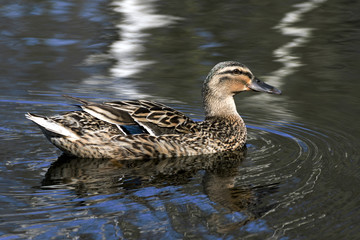 beautiful wild ducks in the wild