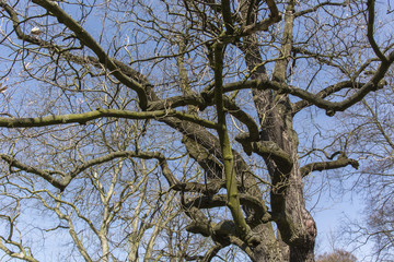 Fototapeta premium The crown of the tree Liriodendron tulipifera with blue sky in the background