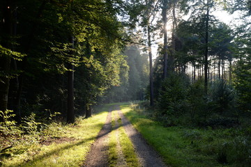 Obraz premium Waldweg mit Sonne