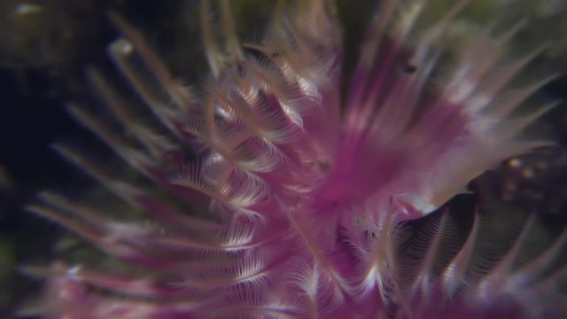 Sea Life Split-Crown Feather Duster Worm on  seabed. Amazing underwater world and the inhabitants, fish, stars, octopuses and vegetation of the Sea of Japan.