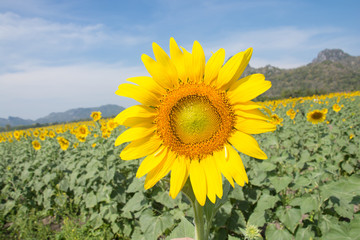 sunflower field over cloudy blue sky and bright sun lights