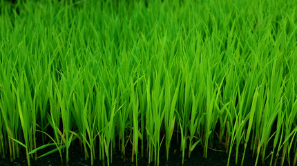 Young green rice plant