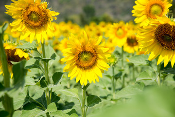 sunflower field
