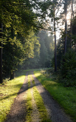 Waldweg mit Sonne