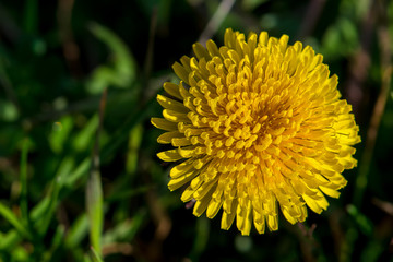 Spring yellow dandelion flower in natural light