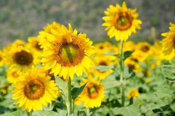 Fototapeta premium sunflower field
