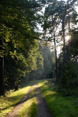 Obraz premium Waldweg mit Sonne