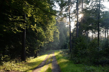 Obraz premium Waldweg mit Sonne