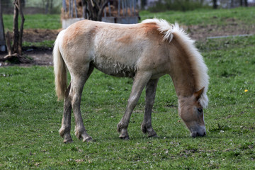 beautiful horse out to pasture