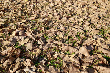 the autumn wood


