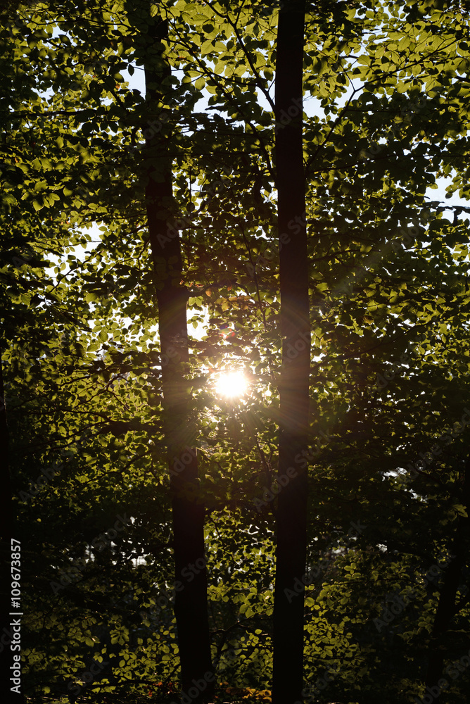 Sticker Sonne im Wald