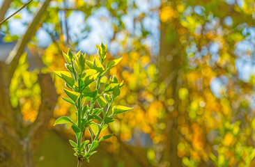 Fototapeta premium New shoot of a syringa in sunlight