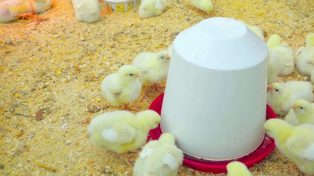 Little chicks drink water from drinkers