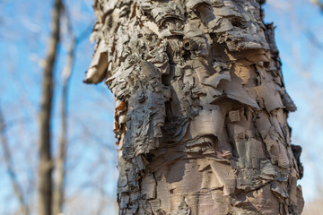Birch bark close-up. Selective focus with shallow depth of field.