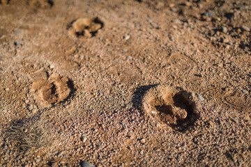 Animal footprint on the mud. Selective focus.