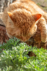 red tired cat sleeping resting on a stump in forest.