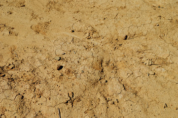 Cracked mud texture with water
