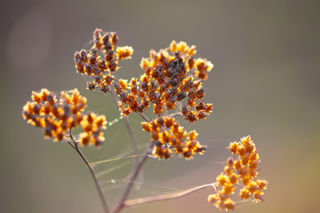 Dried flowers and plants on a background sunset.