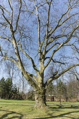 Obraz premium Platanus acerifolia sycamore tree in spring in view of the massive trunk and branches