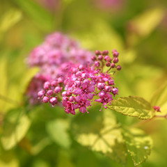 Spiraea japonica Goldmund