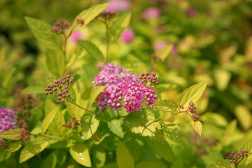 Spiraea japonica Goldmund