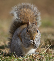 Nervous squirrel