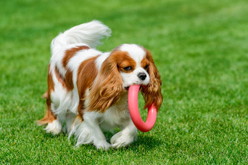 Cavalier King Charles spaniel playing on green field. 