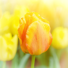 Spring meadow with yellow and red  tulip flowers, floral sunny seasonal easter  background