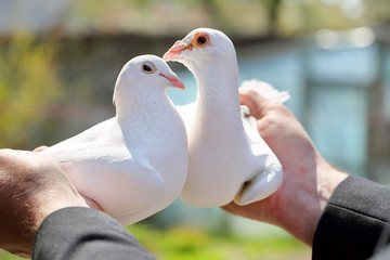 Two white pigeons in the hands of breeders