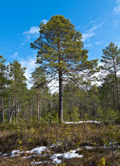  landscape in the spring forest.