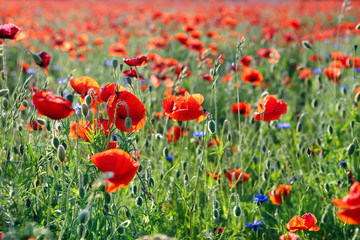 Fototapeta na wymiar Field of poppies in sunny day