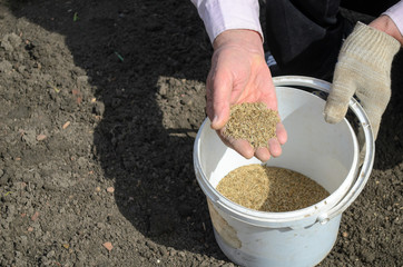 seeds hand