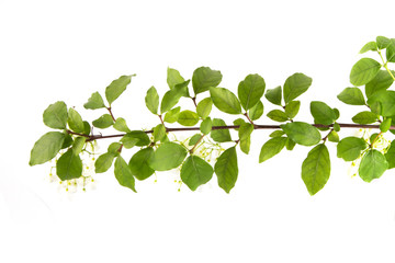 Obraz premium Tree branch with green leaf top view isolated, decorate background concept.