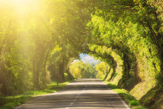 Tunnel From The Oak Trees Over A Road In The Italy, Natural Seasonal European Spring Background