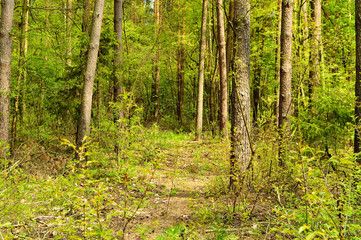 Fototapeta na wymiar Leśna droga w środku lasu prowadzi w nieznane 