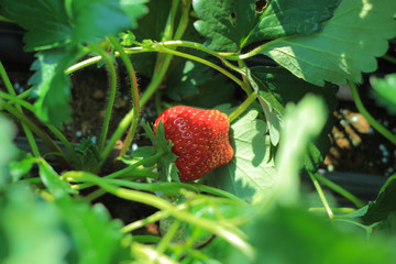 strawberry plant