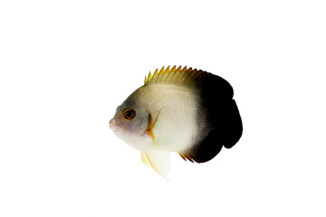 Half-black angel  marine fish