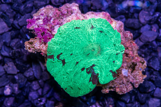 green watermalon Japan muchroom coral