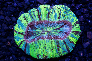 Multi color open brain coral