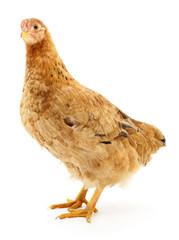 Brown hen isolated.
