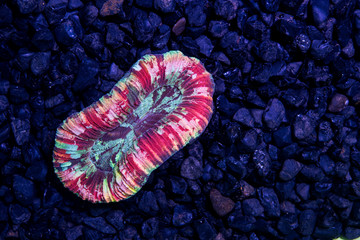 Multi color open brain coral