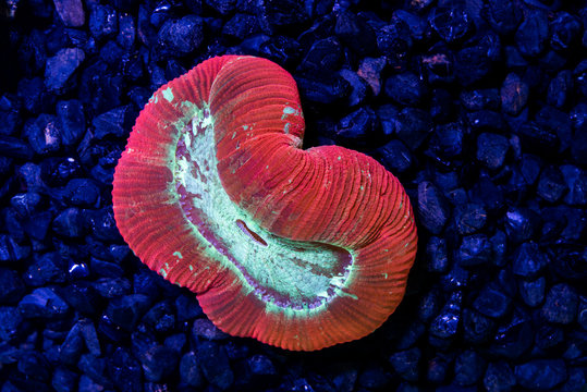 Multi color open brain coral