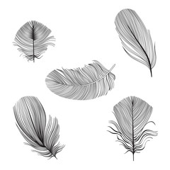 Set of  feather silhouettes on a white background. Hand-drawn vector illustration.