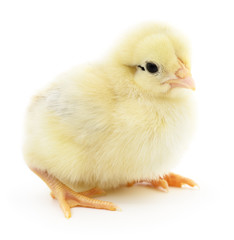 Small yellow chicken.