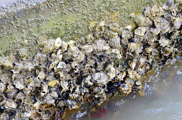 Betonblock mit Muscheln