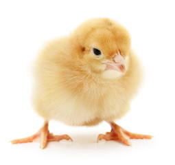 Fototapeta premium Small yellow chicken.
