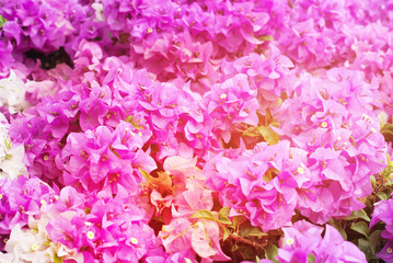 Spring Blossoming Bush Pink Flowers Background