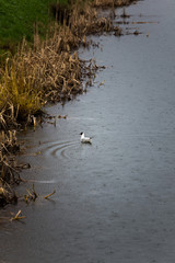 Чайка сидит на воде
