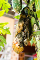 Closeup of moldy papaya fruit
