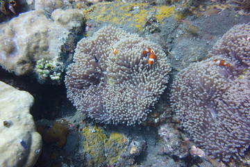 snorkeling near Amed, Bali, Indonesia